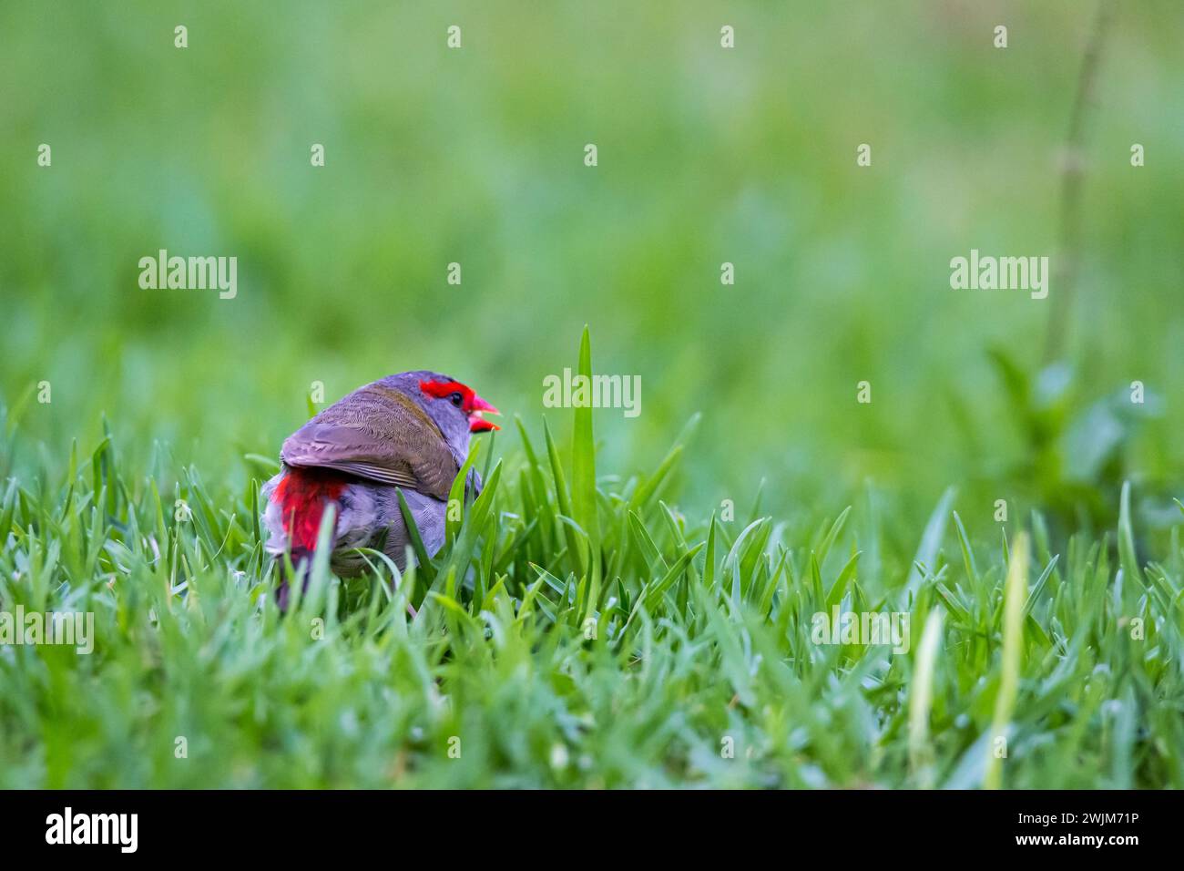 Gros plan de Finch à sourcils rouges assis sur l'herbe, Queensland, Australie. Banque D'Images