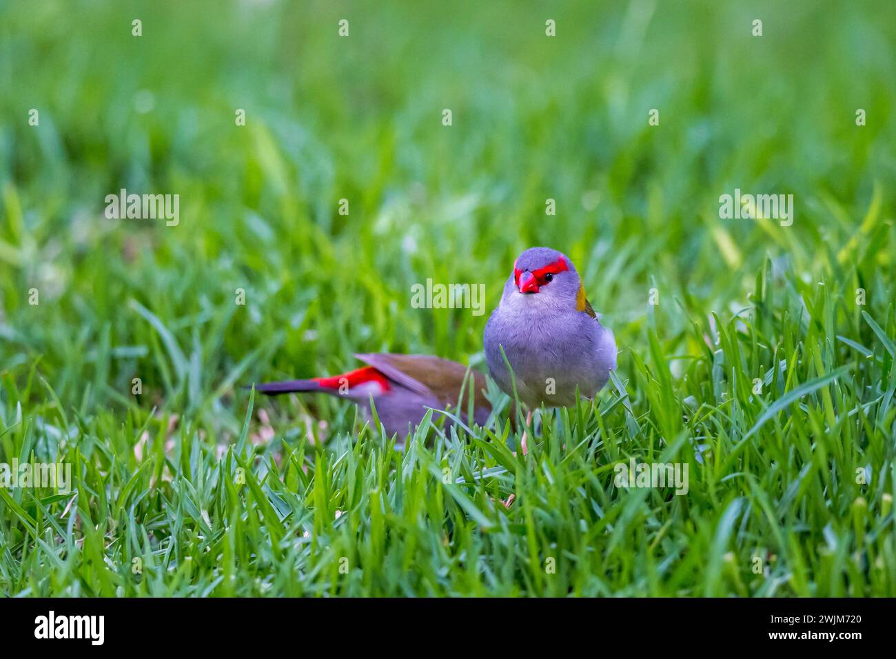 Gros plan de deux Finchs à sourcils rouges assis sur The Grass, Queensland, Australie. Banque D'Images