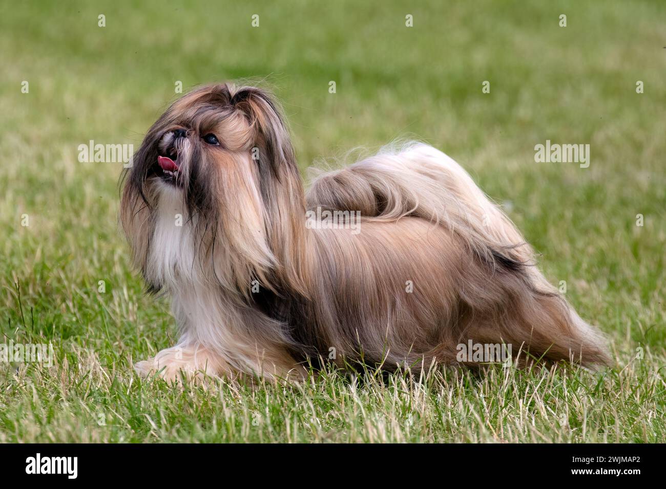 Chien Shih Tzu à poil long en or massif sur l'herbe Banque D'Images