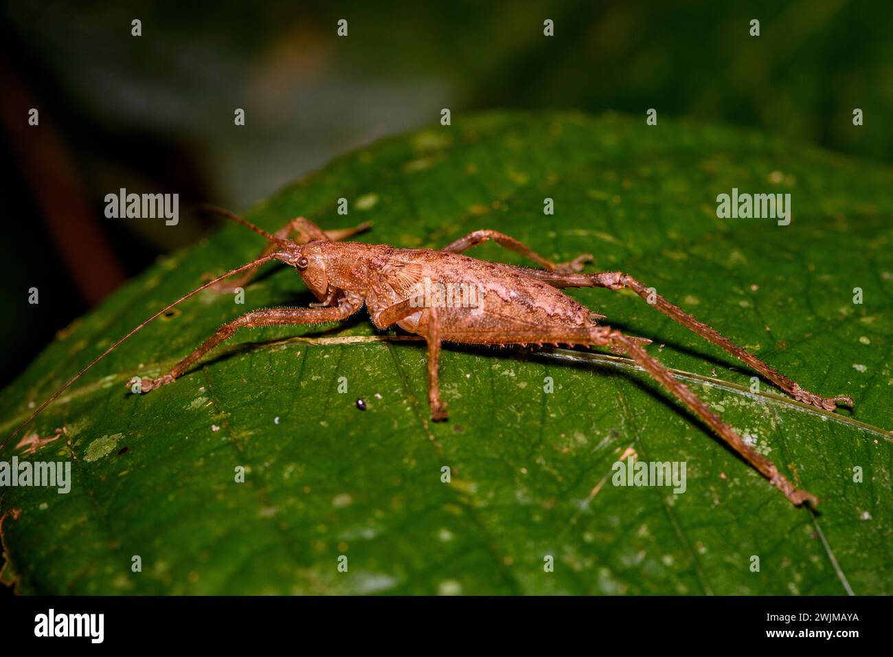 Grand katydid (probablement Idiarthron sp.) De la réserve naturelle de Las Arrieras, Costa Rica. Banque D'Images