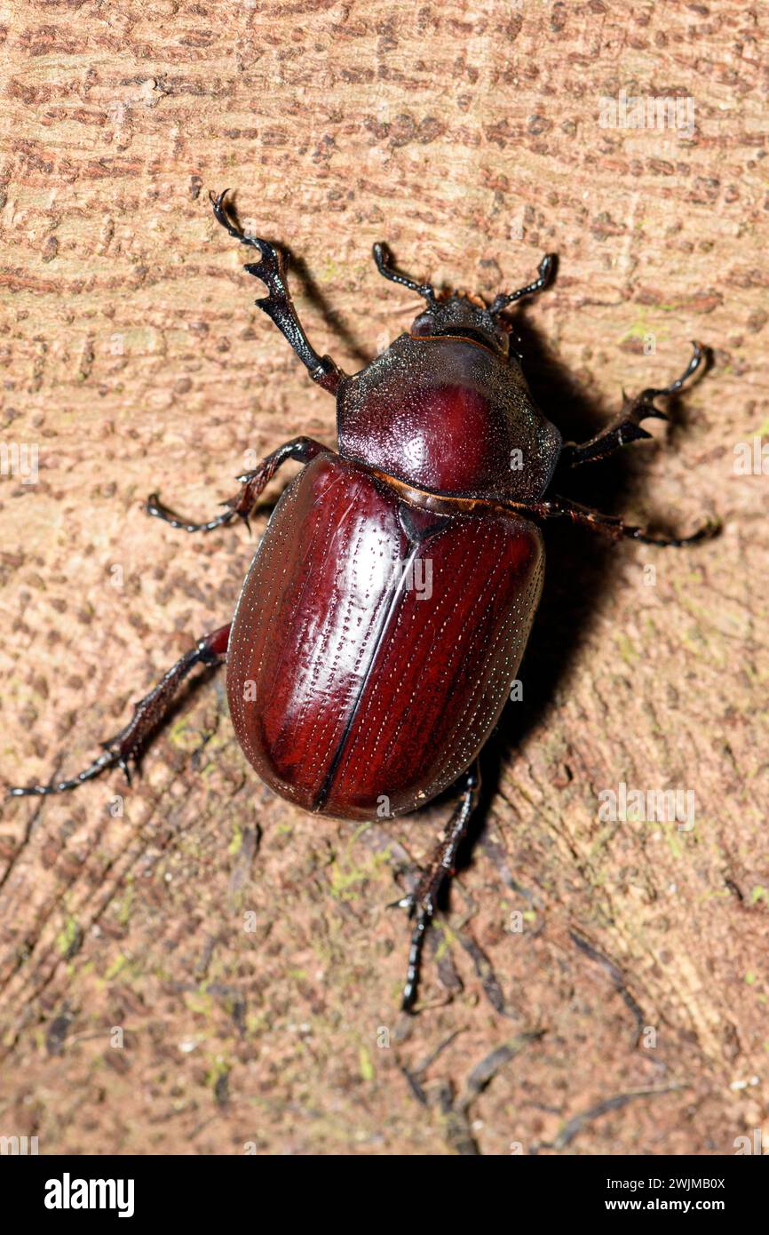 Scarabée (Cyclocephala sp.) De la réserve naturelle de Las Arrieras, Costa Rica. Banque D'Images