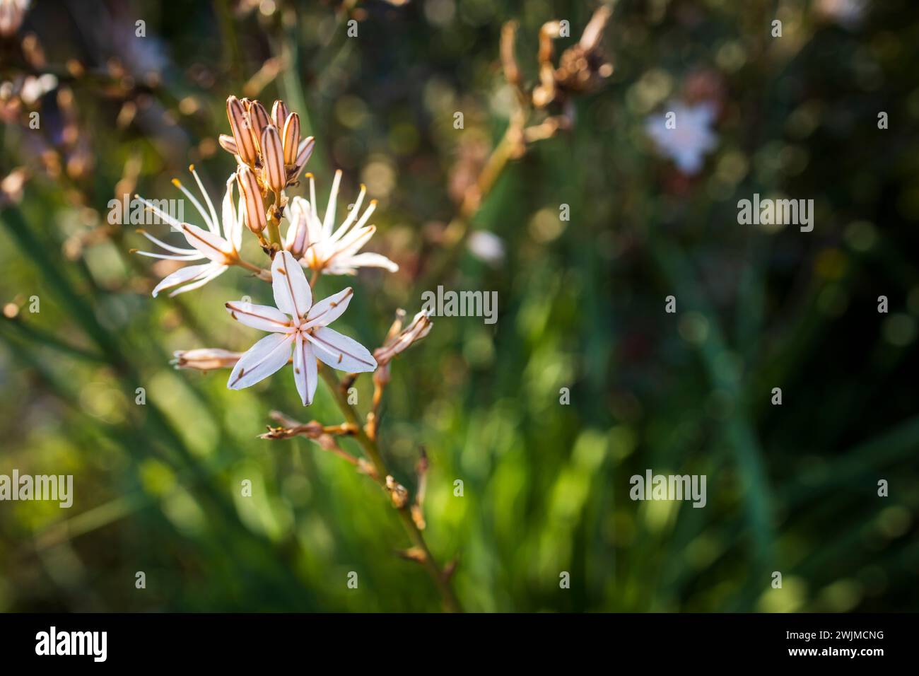 Asphodelus ramosus, l'asphodel ramifié, est une plante herbacée vivace dans l'ordre des asperges. Banque D'Images