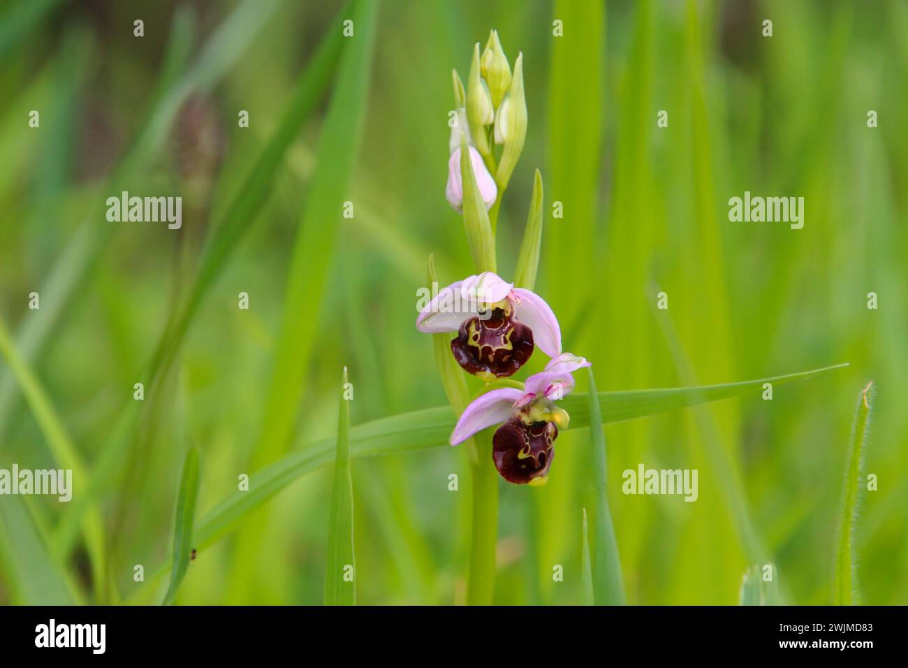 Orchidée d'abeille (Ophrys apifera) - une orchidée sauvage rare en Allemagne (Kaiserstuhl, sud-ouest de l'Allemagne) Banque D'Images