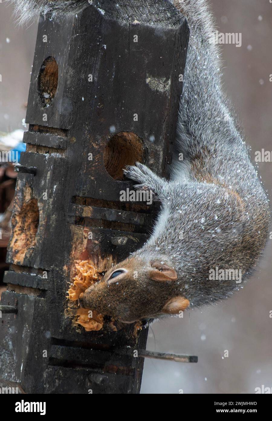 Un écureuil gris dans la neige Banque D'Images