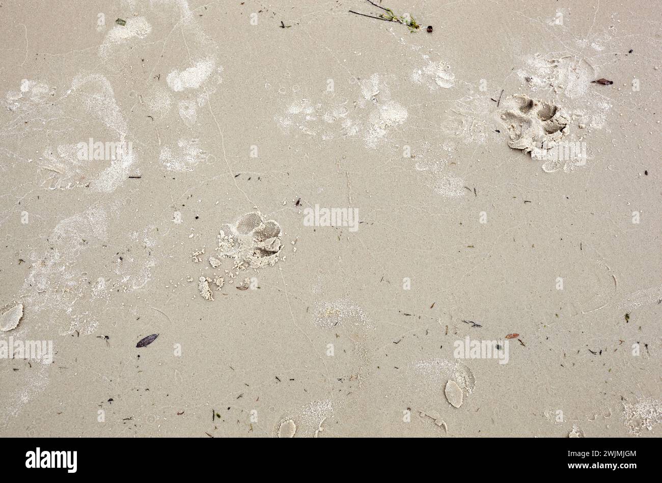Empreintes de pas de chien sur la plage de sable. Pawprint sur sable Banque D'Images
