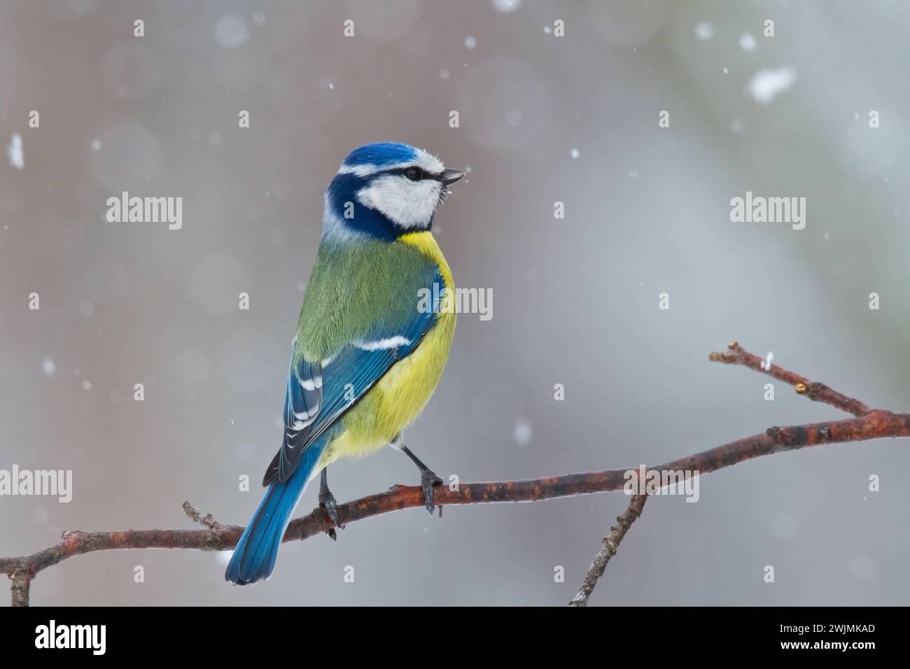 Oiseau - Blue Tit Cyanistes caeruleus perché sur l'arbre, Pologne Europe Banque D'Images