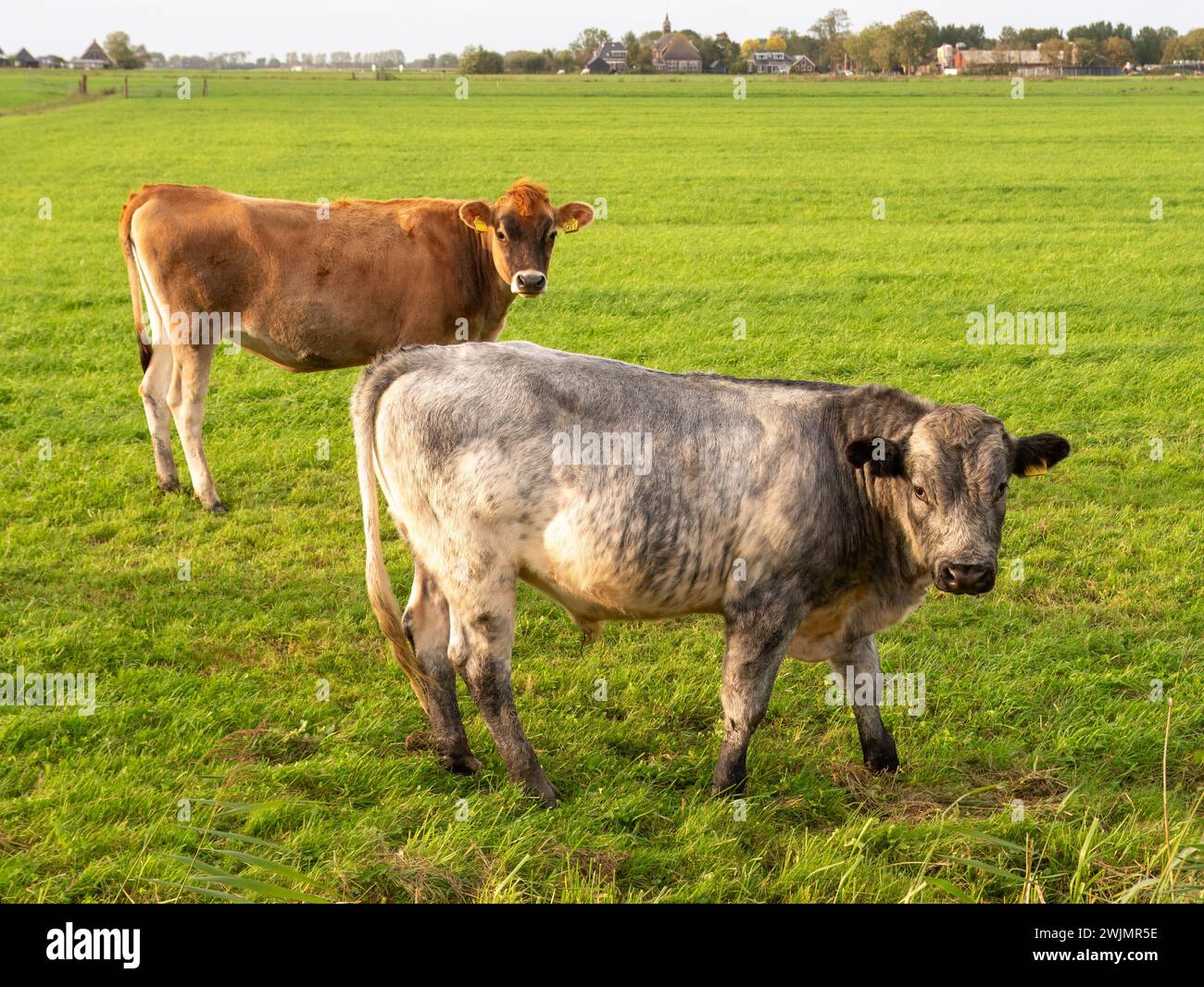 Taureau et vache Jersey sur les pâturages près de Raard, Frise, pays-Bas Banque D'Images