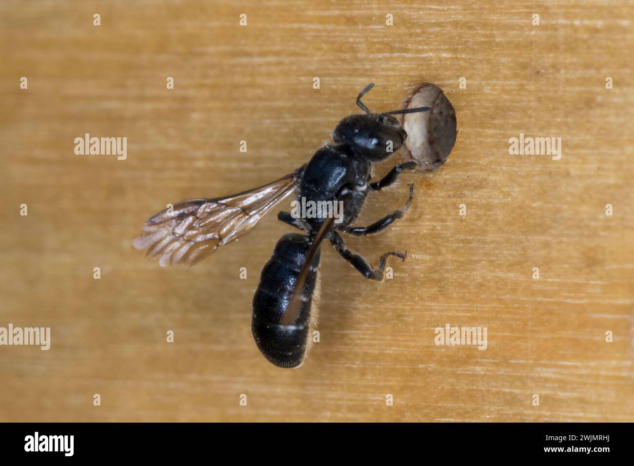 Glockenblumen-Scherenbiene, Glockenblumenscherenbiene, Weibchen an Niströhre, Nest, Brutröhre, Chelostoma rapunculi, Osmia rapunculi, Chelostoma fulig Banque D'Images