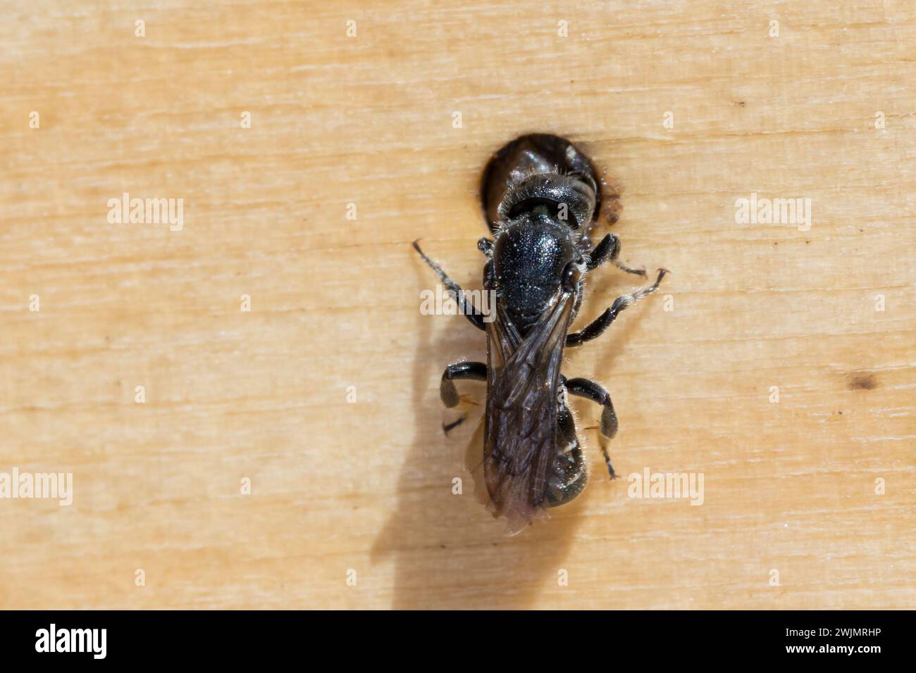 Glockenblumen-Scherenbiene, Glockenblumenscherenbiene, Weibchen an Niströhre, Nest, Brutröhre, Chelostoma rapunculi, Osmia rapunculi, Chelostoma fulig Banque D'Images