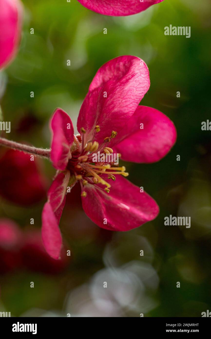 Fleurs de pommier rose contre feuillage vert flou Banque D'Images