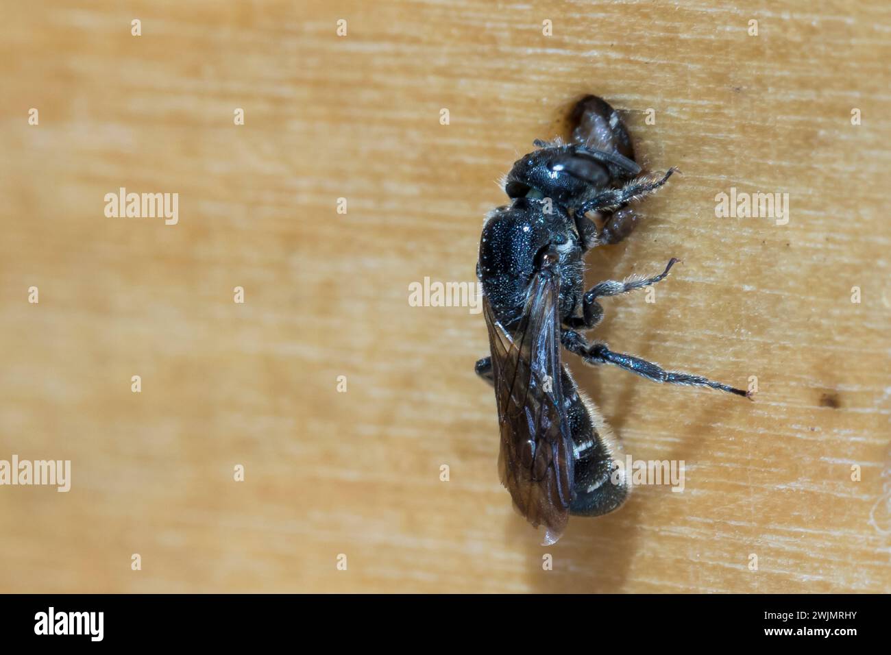 Glockenblumen-Scherenbiene, Glockenblumenscherenbiene, Weibchen an Niströhre, Nest, Brutröhre, Chelostoma rapunculi, Osmia rapunculi, Chelostoma fulig Banque D'Images