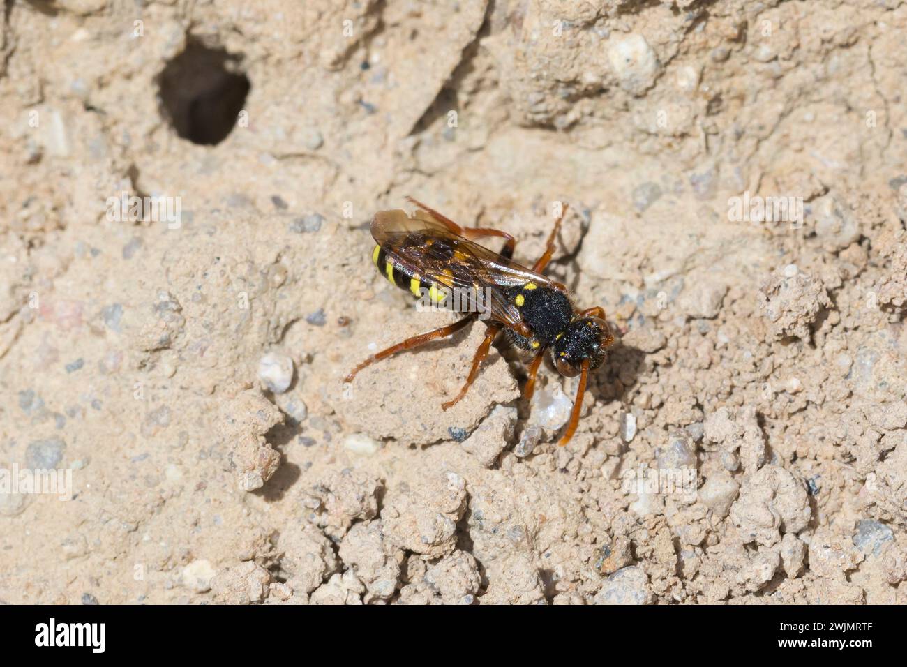 Wiesen-Wespenbiene, Wespenbiene, Kuckucksbiene, Wespen-Biene, Kuckucks-Biene, Weibchen, Nomada marshamella, nomade de Marsham, abeille nomade de Marsham, fema Banque D'Images