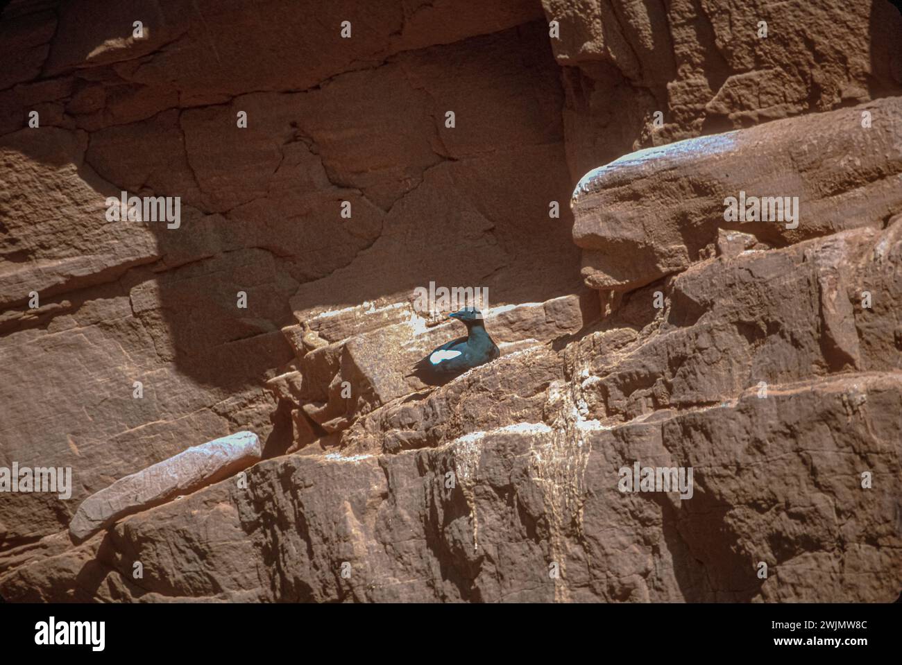 Falaises de grès sur la rive de l'île d'Entree, îles D'Madeleine (Îles-de-la-Madeleine)Golfe du Saint-Laurent, Québec, Canada.nidification des oiseaux marins Guillemot. Banque D'Images