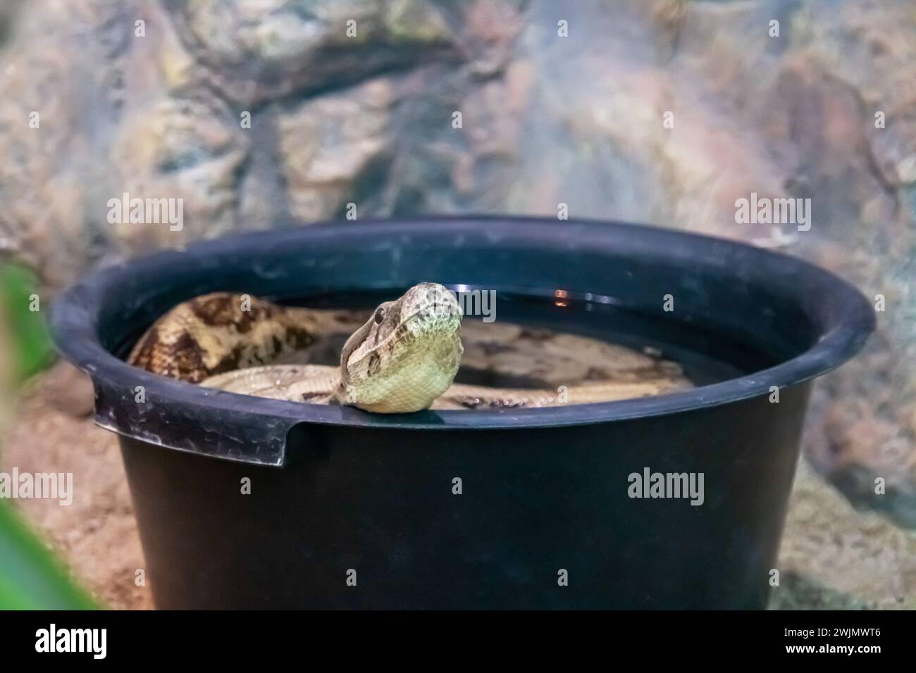 Serpent se reposant dans un seau dans l'eau de près Banque D'Images