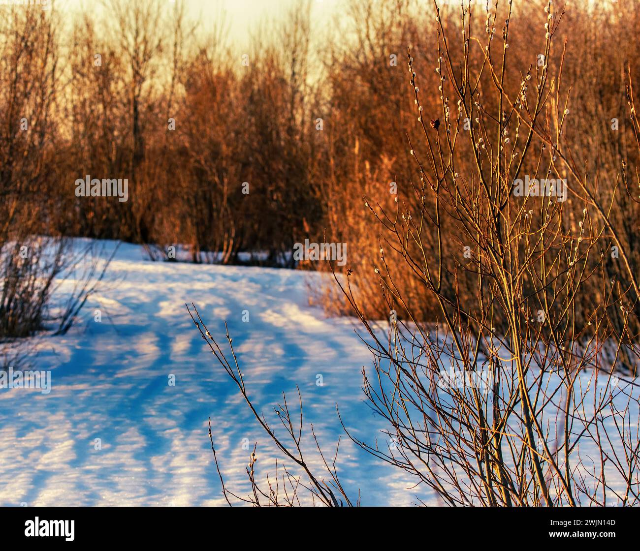 Une route de printemps à travers une route de champ enneigée. La neige tombe sous les roues et la conduite difficile. Les buissons de saule ont ouvert des bourgeons (chatons) Banque D'Images