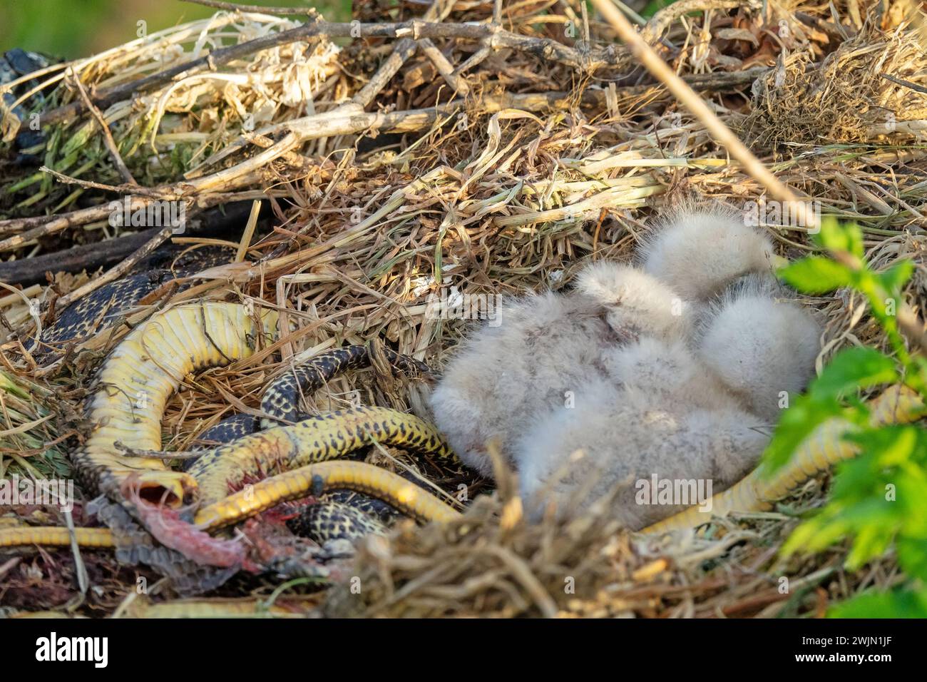 Buzzard à longues pattes (Buteo rufinus) les oisillons ont 5 jours, les yeux des aînés sont ouverts. Les parents ont apporté serpent des Balkans (Coluber jugularis) comme nourriture, nourrir ch Banque D'Images