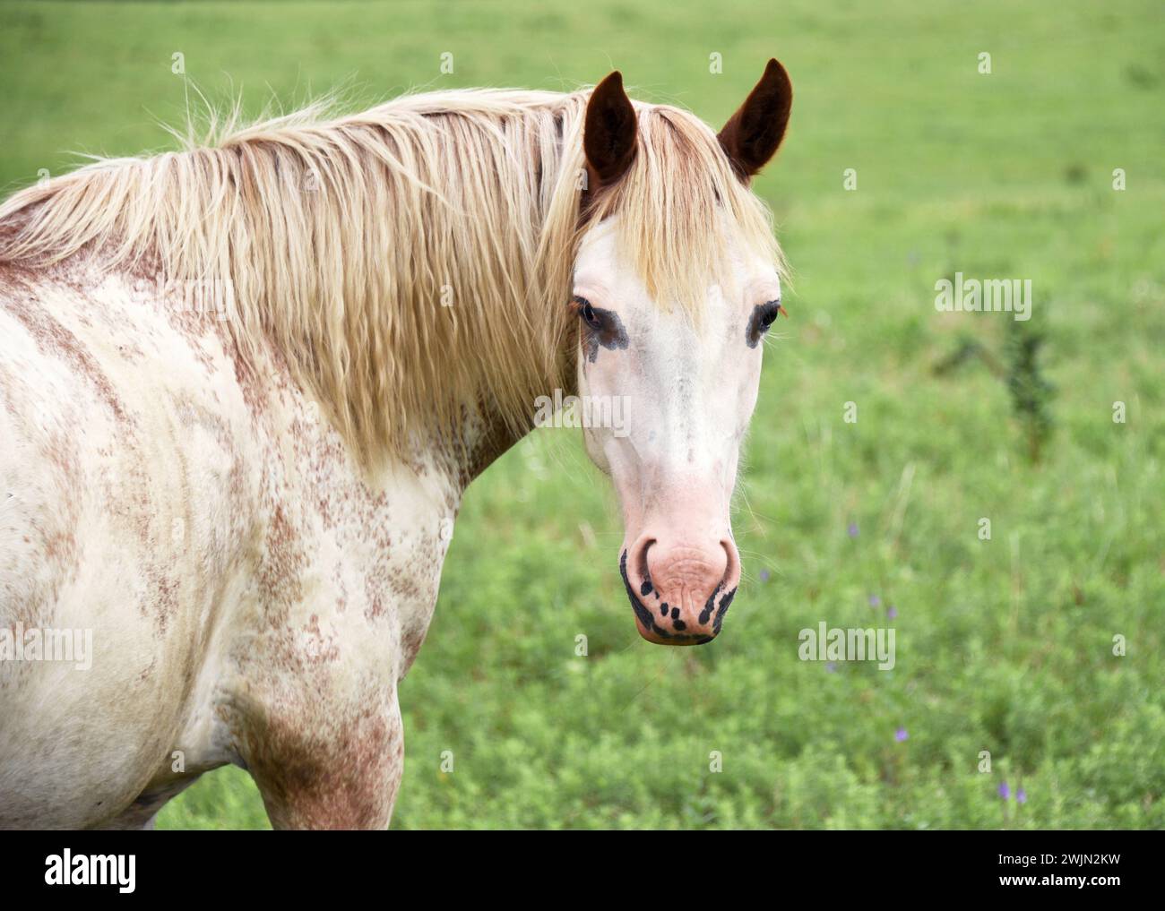 Curieux cheval Appaloosa se tourne pour regarder. Il est blanc avec des taches brunes et a un visage blanc. Il est dans un pré vert. Banque D'Images