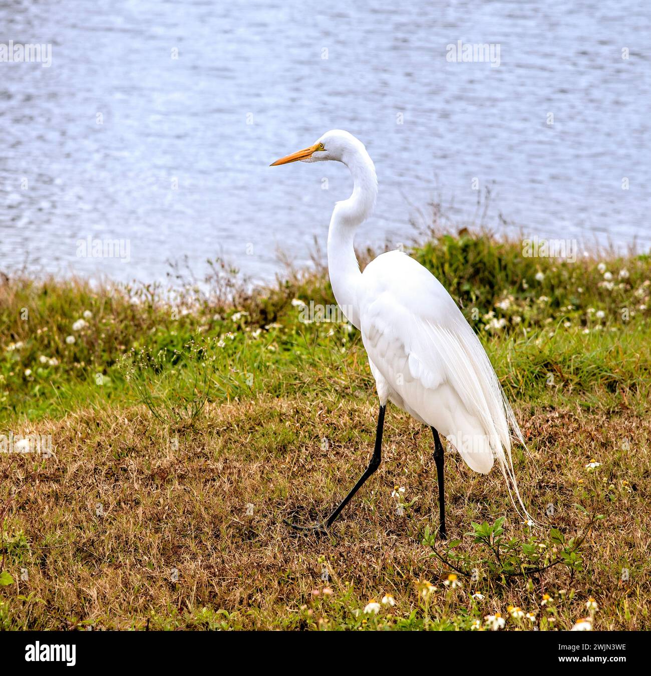 Grand oiseau d'aigrette blanche, marchant sur la rive d'un lac isolé, habitat tropical naturel. Banque D'Images