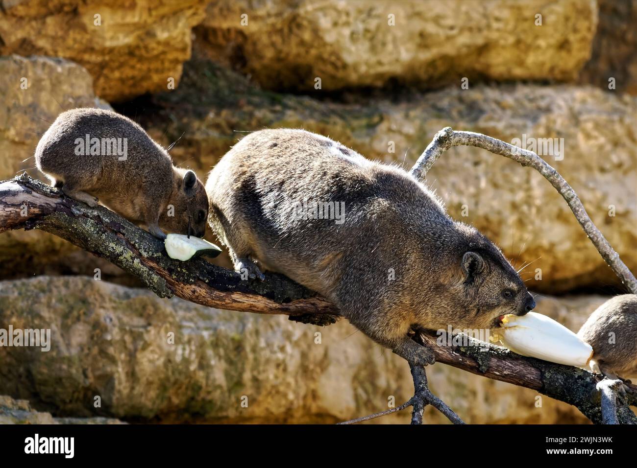Trois hyrax rocheux (Procavia capensis) également appelé dassie, hyrax du Cap, lapin rocheux, mangeant des légumes sur pierre Banque D'Images