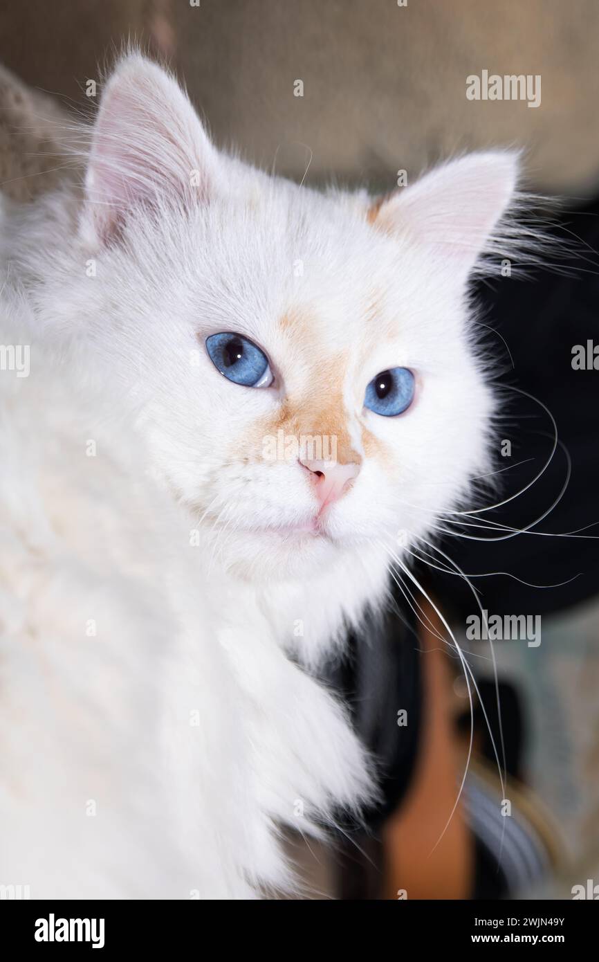 Chat blanc avec yeux bleus gros plan Banque D'Images
