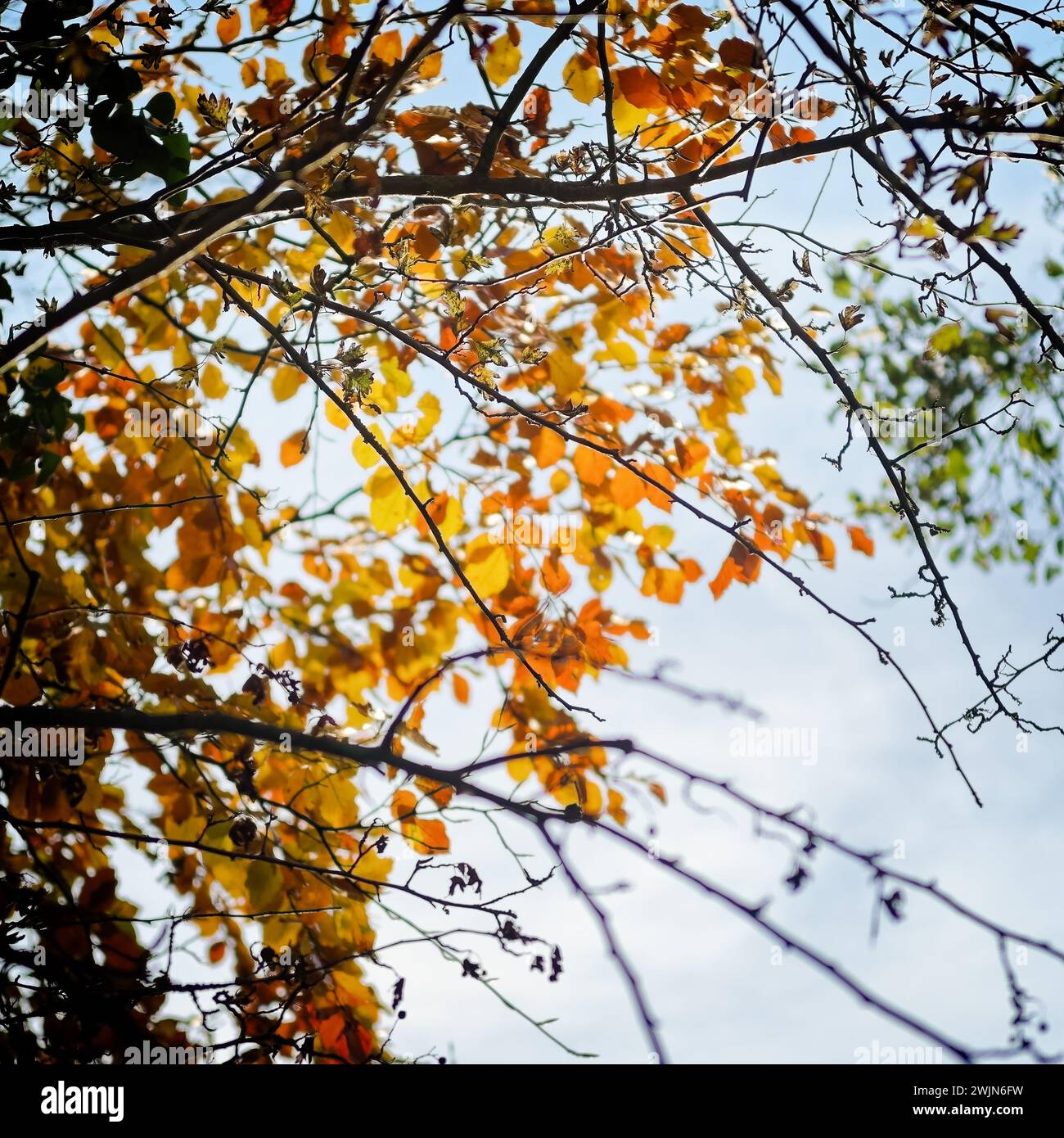 Lumière du soleil venant à travers les branches et les feuilles d'automne brunes ; principalement floue ; tiré contre la lumière. Banque D'Images Lumière du soleil venant à travers les branches et les feuilles d'automne brunes ; principalement floue ; tiré contre la lumière. Banque D'Images