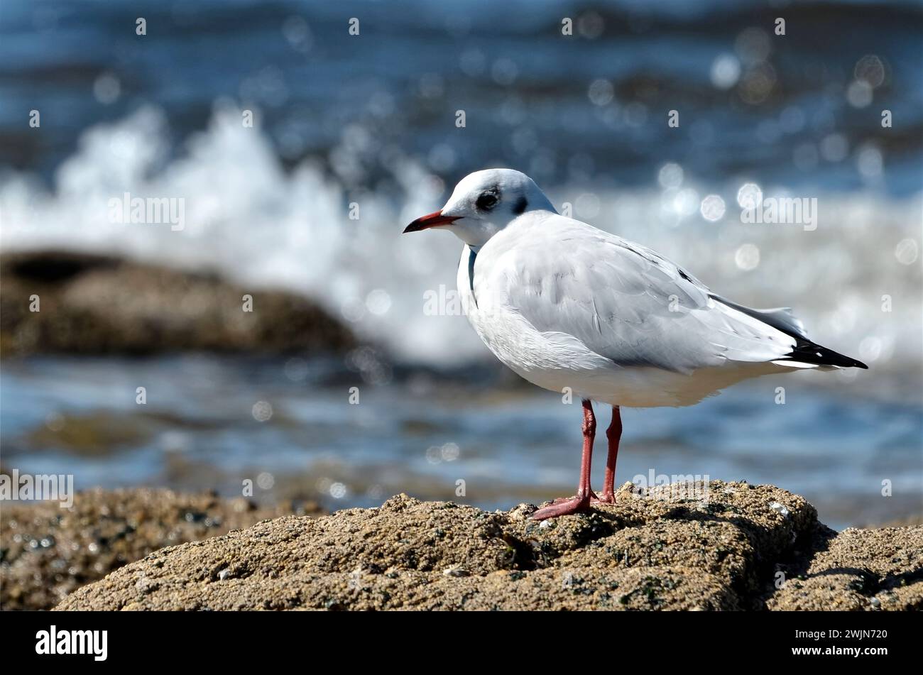 Mouette à tête noire (Chroicocephalus ridibundus) sur rocher avec de grosses vagues en arrière-plan Banque D'Images