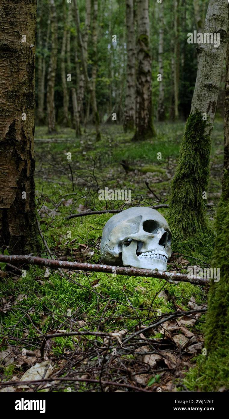 Crâne humain (réplique authentique) partiellement caché couché dans les bois mystère thriller style couverture de livre Banque D'Images