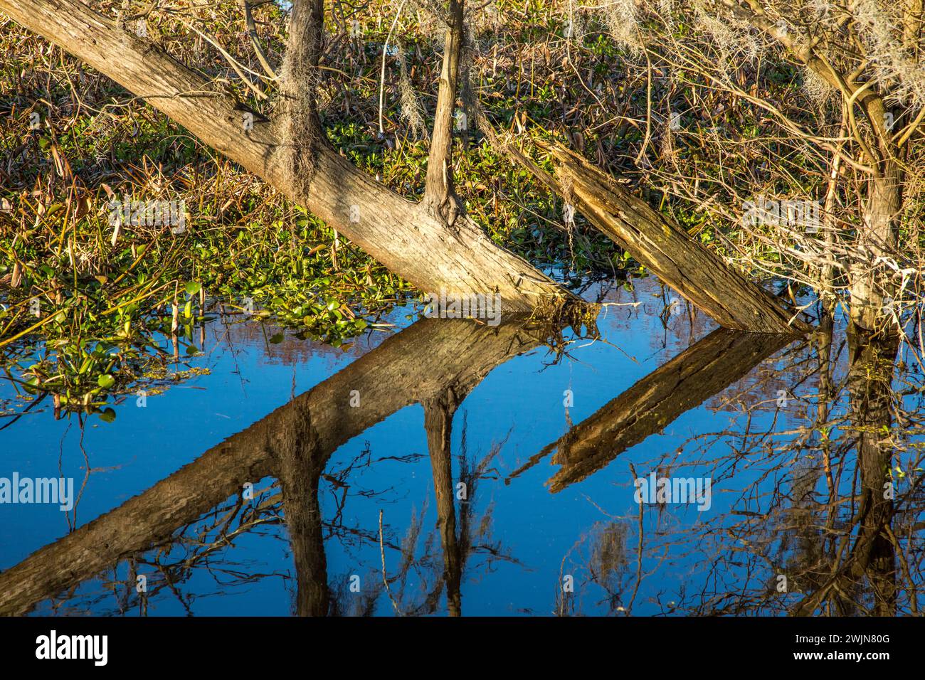 Troncs d'arbres tombés reflétés dans un lac dans le bassin d'Atchafalaya en Louisiane. La jacinthe d'eau envahissante recouvre l'eau. Banque D'Images