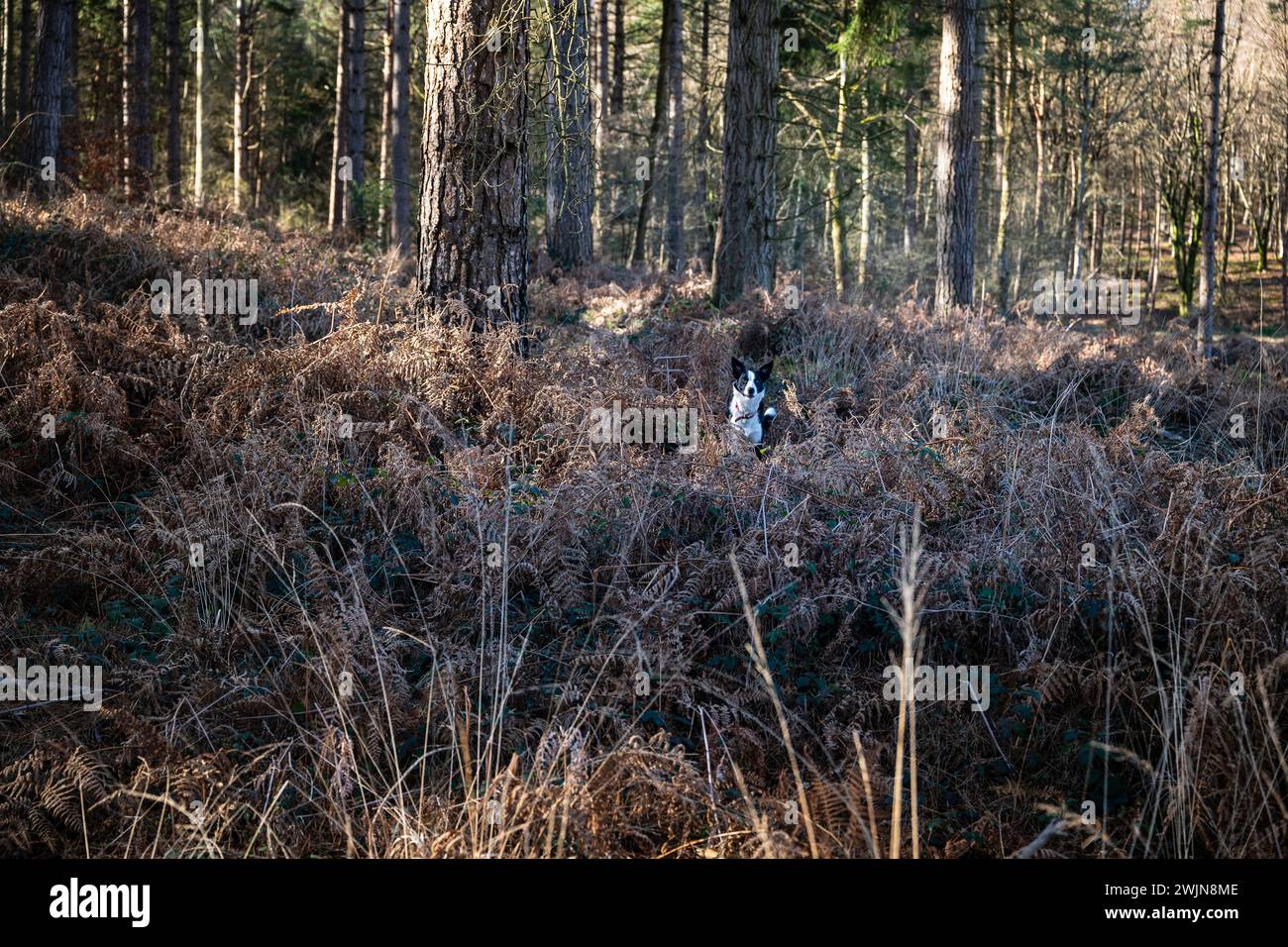 Jeune Border Collie Dog dans la forêt Angleterre Royaume-Uni Banque D'Images