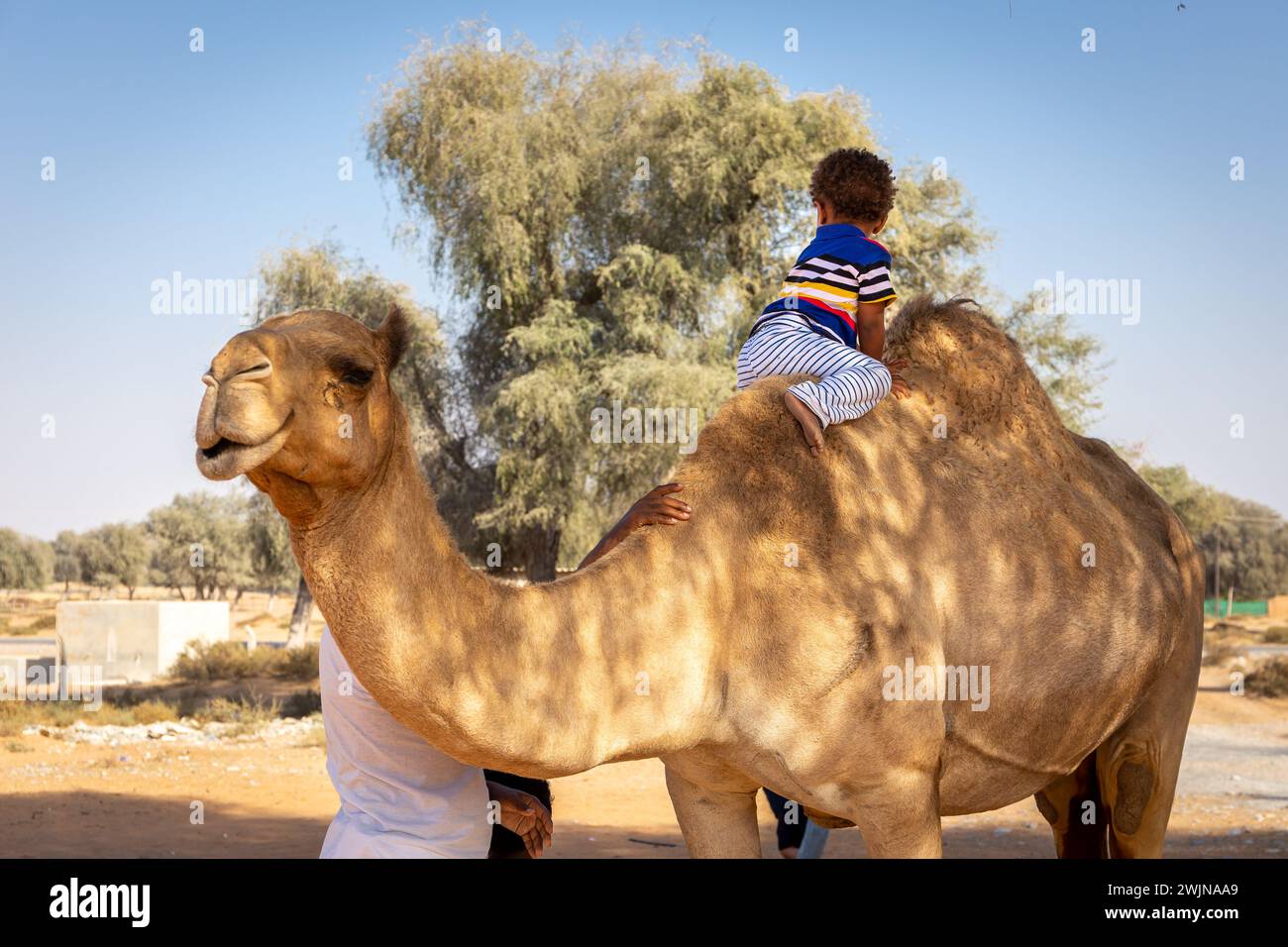 Bébé garçon africain dans des vêtements colorés jouant et grimpant la bosse du dromadaire chameau dans une ferme du désert aux Émirats arabes Unis. Banque D'Images