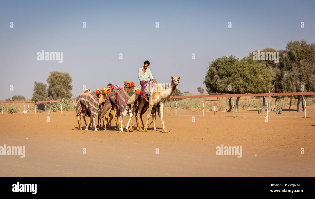 Al Digdaga, eau, 24.12.20. Un camelier (gestionnaire de chameaux) chevauchant et dirigeant une caravane de chameaux colorés pendant l'entraînement de course sur Camel Race Track aux Émirats arabes Unis. Banque D'Images