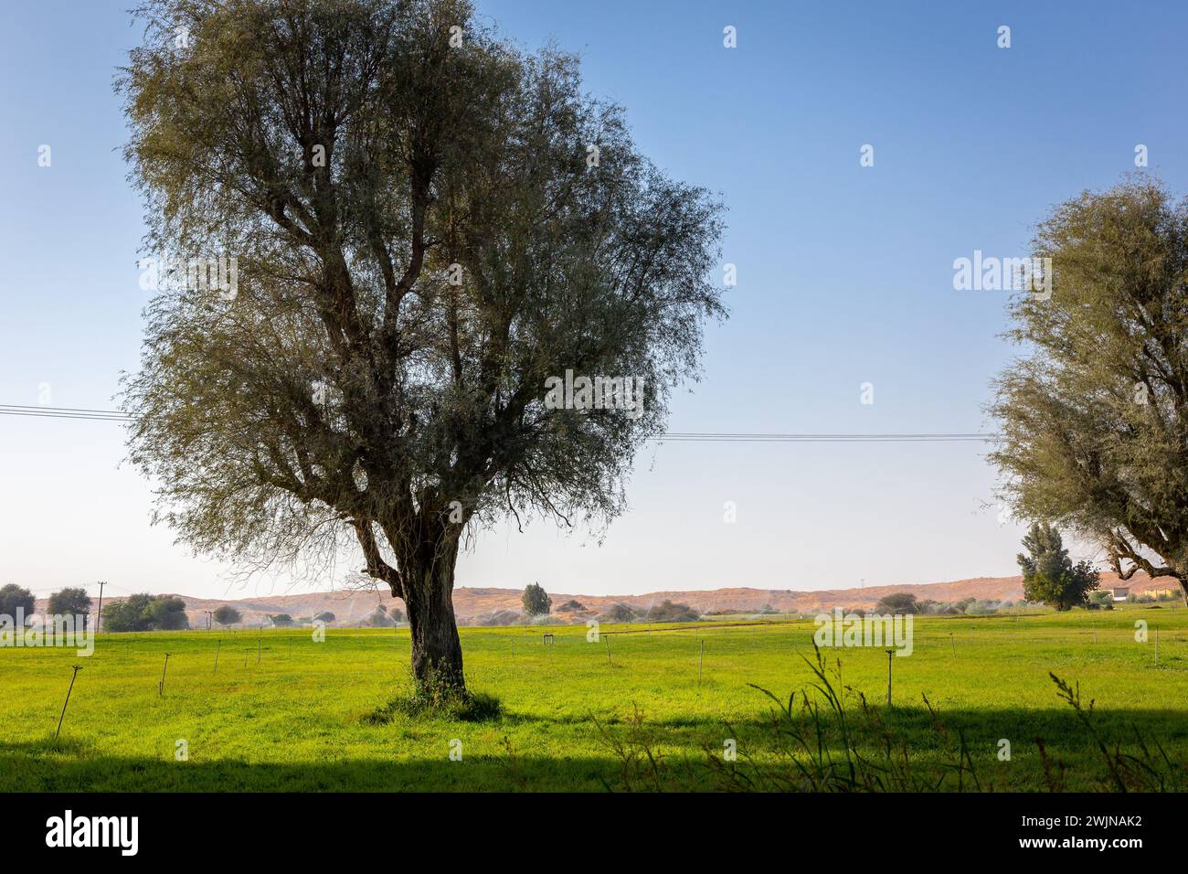 Al Digdaga fermes à Ras al Khaimah, Émirats arabes Unis avec de l'herbe verte vibrante, des arbres ghaf et un système d'arrosage, oasis dans le désert. Banque D'Images