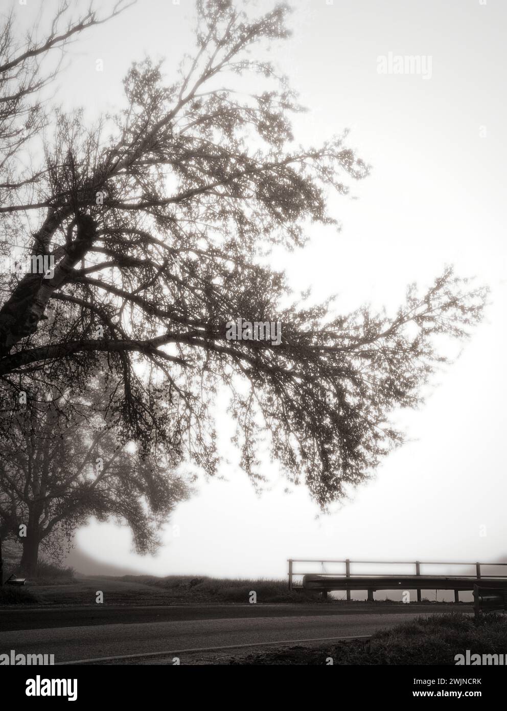 triste paysage d'arbres et de formes entourés de brouillard Banque D'Images