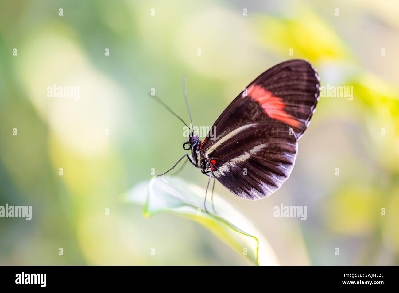 Gros plan macro de papillon tropical de la jungle - Heliconius melpomene rosina, Papilio lowi, Papilio demoleus, papillon monarque (danaus plexippus) Banque D'Images