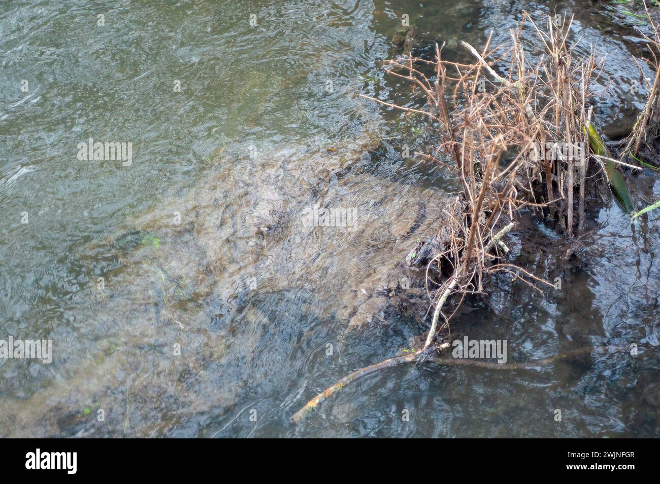 Chalfont St Giles, Royaume-Uni. 16 février 2024. Champignon des eaux usées dans la rivière Misbourne à Chalfont St Giles, Buckinghamshire. Les eaux de la Tamise se déversent dans la rivière Misbourne, un précieux ruisseau de craie, à Amersham dans les bassins d'équilibrage Amersham dans le Buckinghamshire. Surveillance de la durée de l'événement sur l'eau de la Tamise il reste hors d'action, cependant, il y a des preuves claires de champignons d'égout dans la rivière à Chalfont St Giles et une puanteur d'eaux usées. La rivière Misbourne est un ruisseau de craie qui coule de sa source juste au nord de Great Missenden à travers plusieurs villes du Buckinghamshire. Les flux de craie sont globalement Banque D'Images