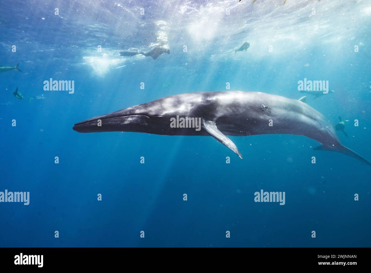 Une majestueuse baleine grise glissant dans l'eau à côté d'une école de petits poissons Banque D'Images