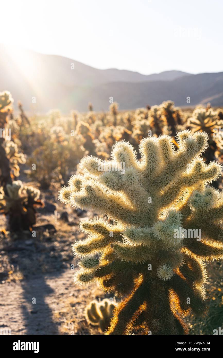 La lumière du soleil illumine les cactus sur une route poussiéreuse Banque D'Images