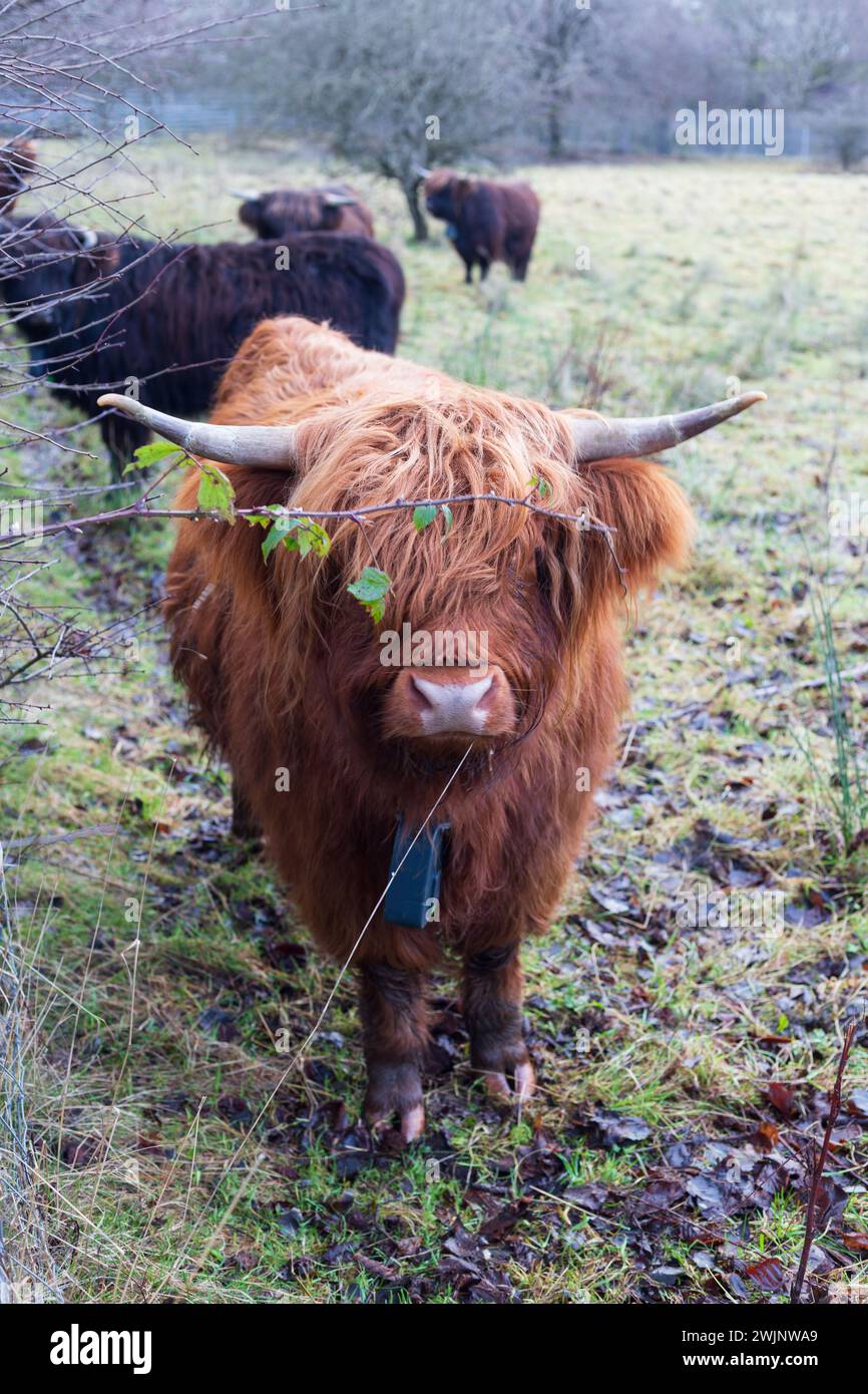 Vaches écossaises Highland qui paissent un matin d'hiver en Écosse Banque D'Images