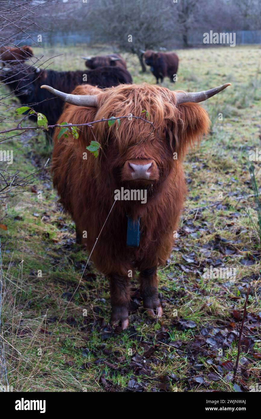 Vaches écossaises Highland qui paissent un matin d'hiver en Écosse Banque D'Images