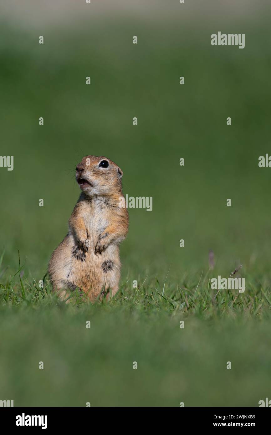 Un écureuil dans l'herbe verte. Écureuil anatolien de Souslik, Spermophilus xanthoprymnus Banque D'Images