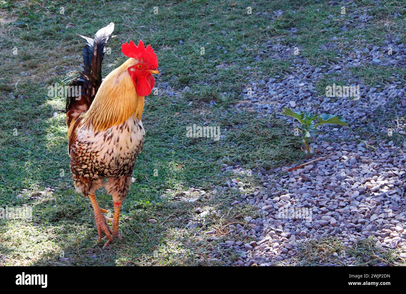Coq créole coloré dans la campagne Banque D'Images