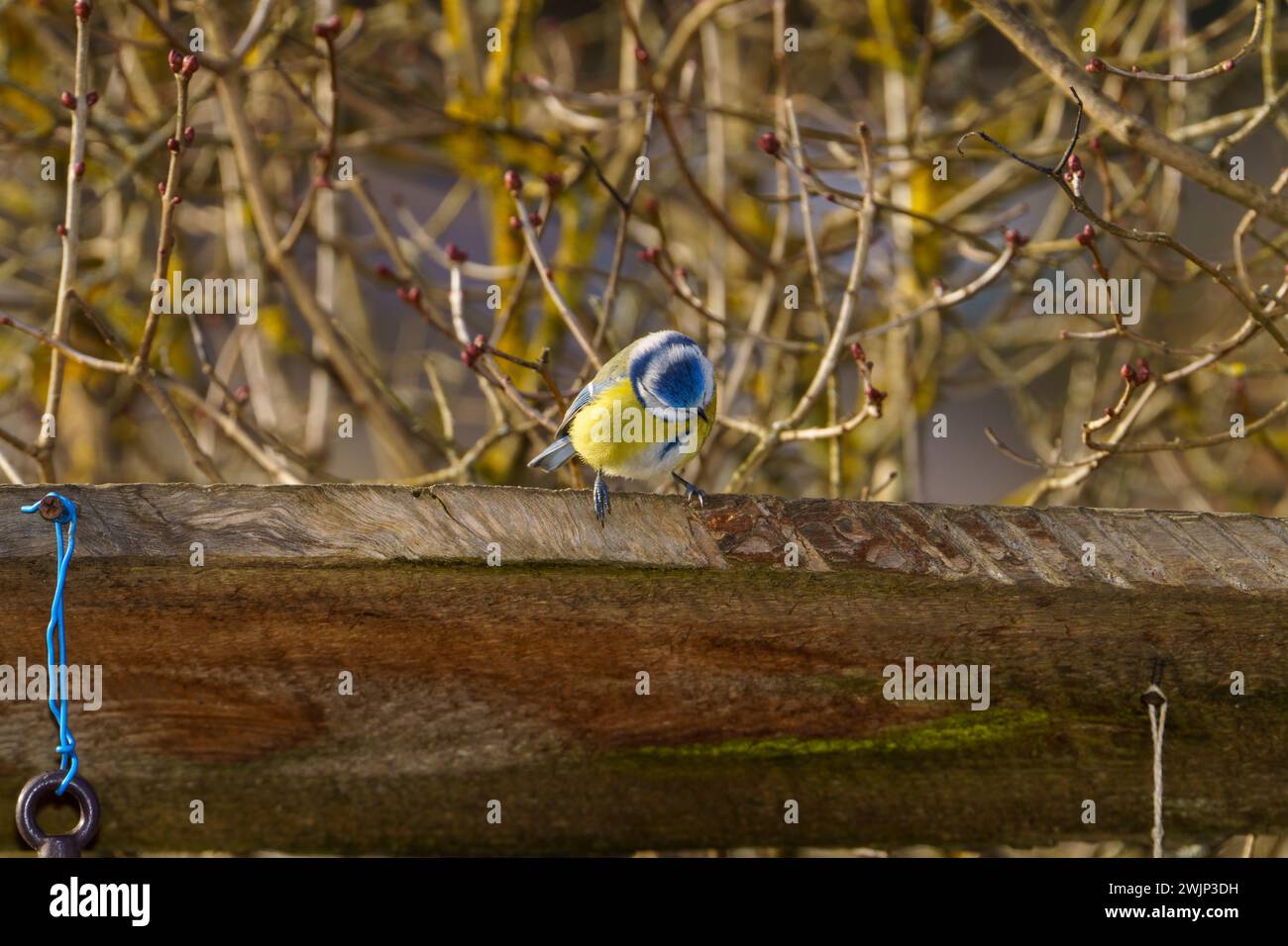 Cyanistes caeruleus Family Paridae Genus Cyanistes Blue tit mangeant pomme - photographie d'oiseaux de nature sauvage, image, papier peint Banque D'Images