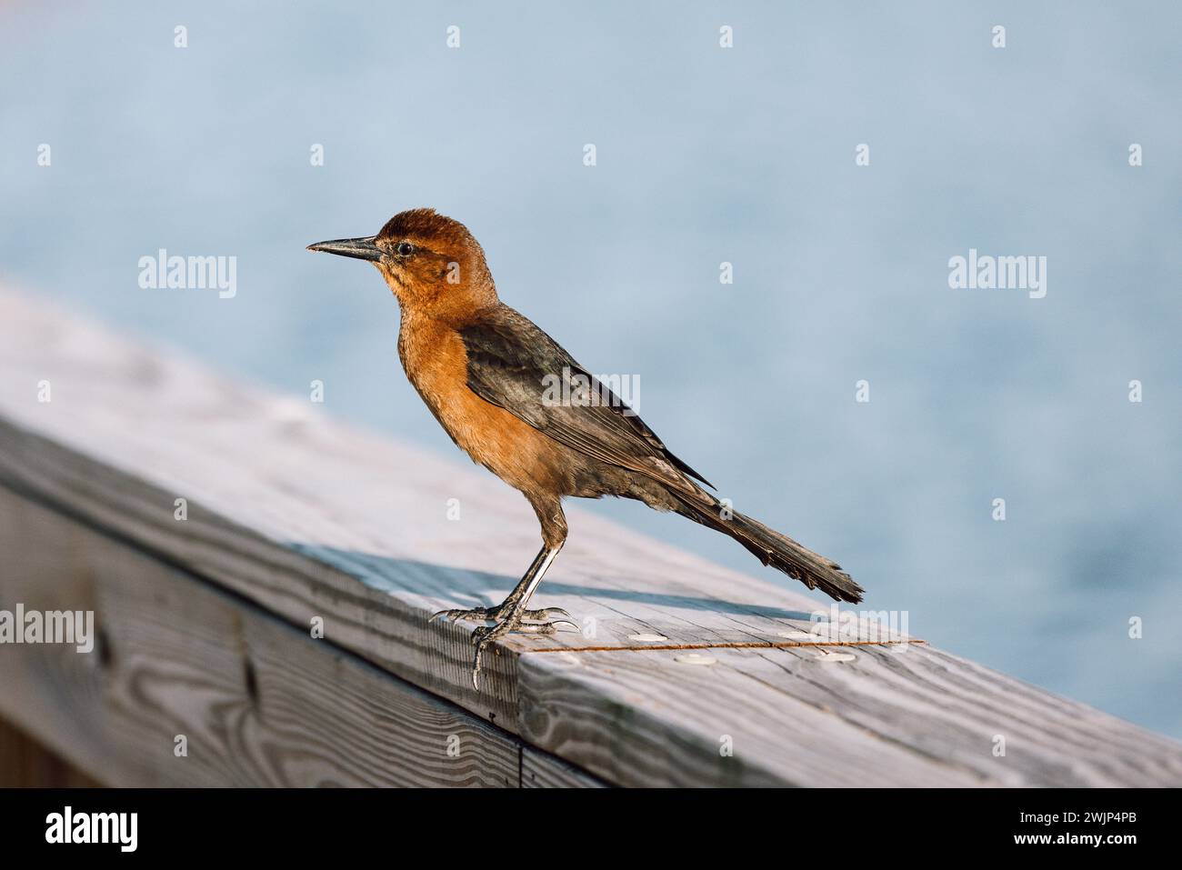 Grackle femelle à queue de bateau assis sur une balustrade en bois sous le soleil du soir en Floride Banque D'Images