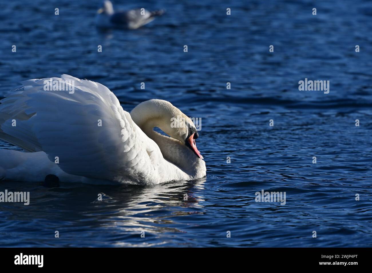 Cygne tuberculé Cygnus olor Banque D'Images