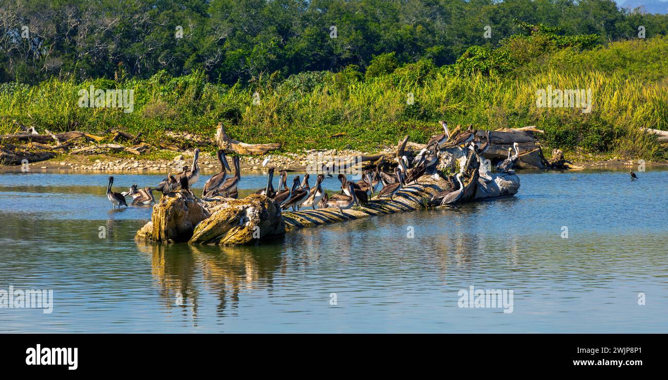 Une colonie de pélicans (pelecanus) sur un tronc d'arbre à Rio Capalita, la Bocana, Baja de Hualtulco, côte Pacifique Sud, Oaxaca, Mexique Banque D'Images