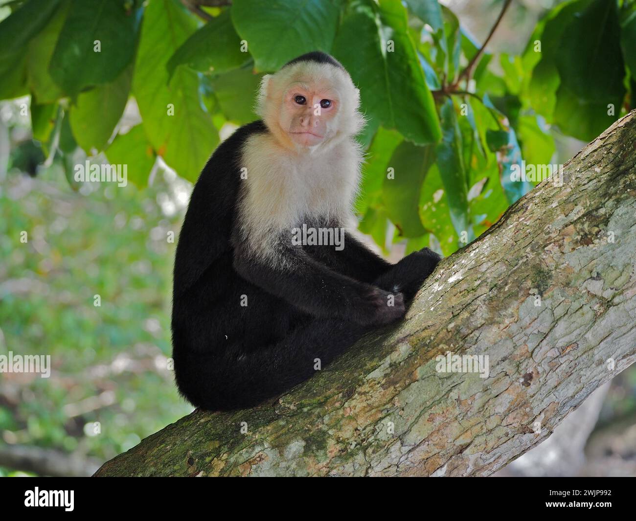 Capucin à tête blanche (imitateur de Cebus), Parc National Manuel Antonio, Costa Rica, Amérique centrale Banque D'Images