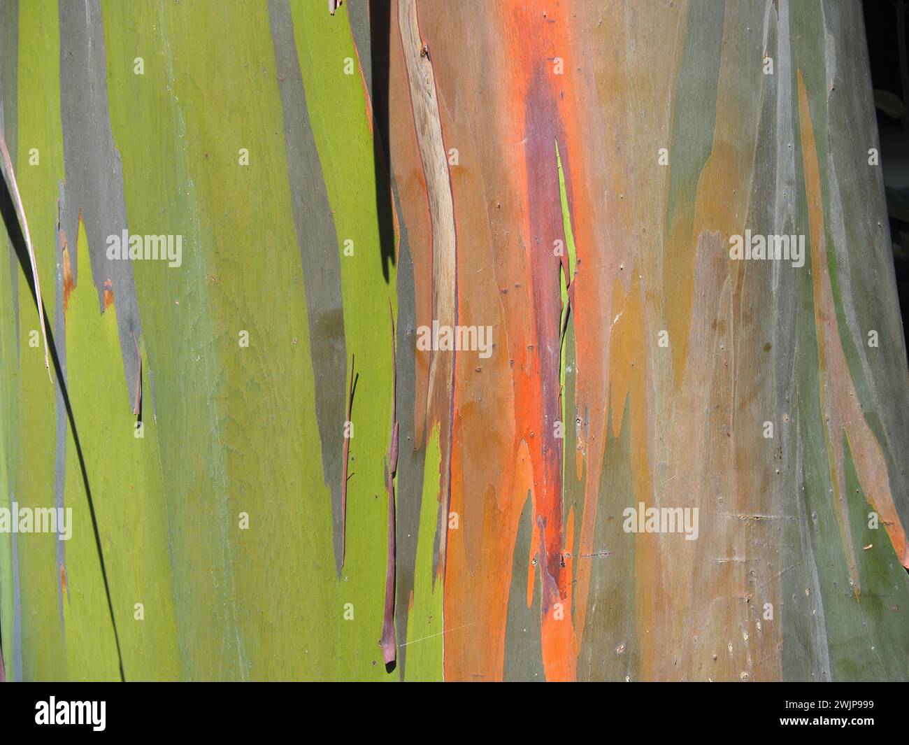 Gros plan de l'écorce de gomme arc-en-ciel (Eucalyptus deglupta), Parc National de la Amistad, Selva Bananito Lodge, Costa Rica, Amérique centrale Banque D'Images