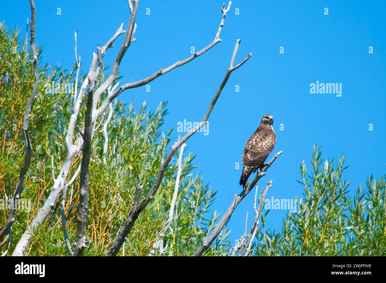 Hawk, réserve naturelle nationale malheur, High Desert Discovery Scenic Byway, Oregon Banque D'Images