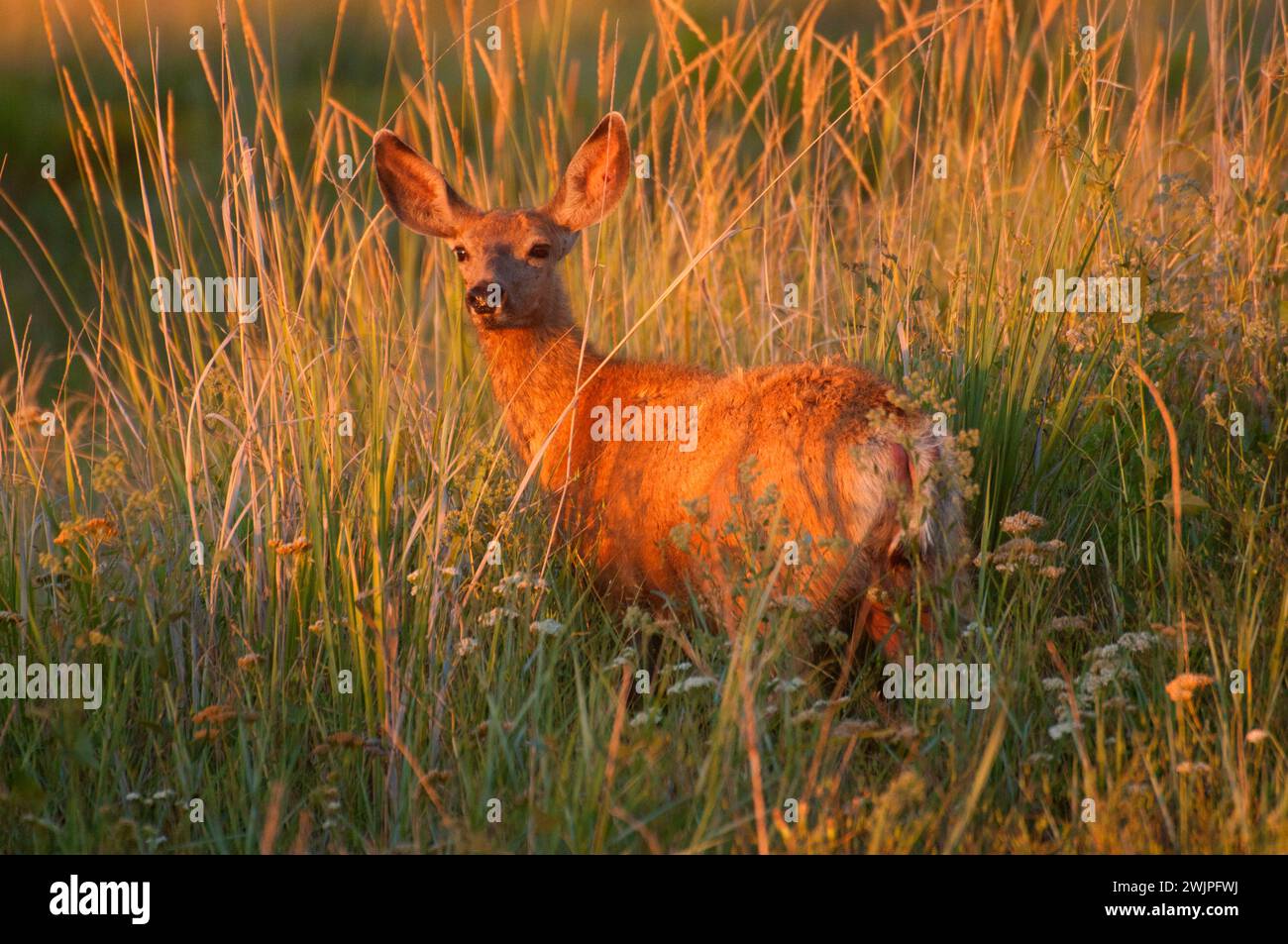 Deer, Malheur National Wildlife Refuge, High Desert Discovery Scenic Byway, Oregon Banque D'Images