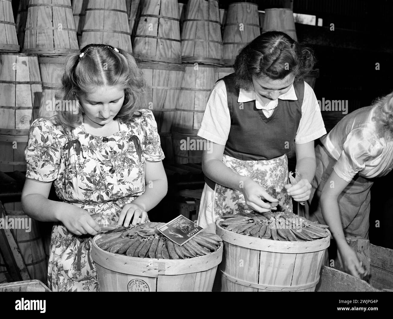 Jeunes femmes 'habillant' des caisses de pois pour l'expédition, Canyon County, Idaho, USA, Russell Lee, U.S. Farm Security Administration, juin 1941 Banque D'Images